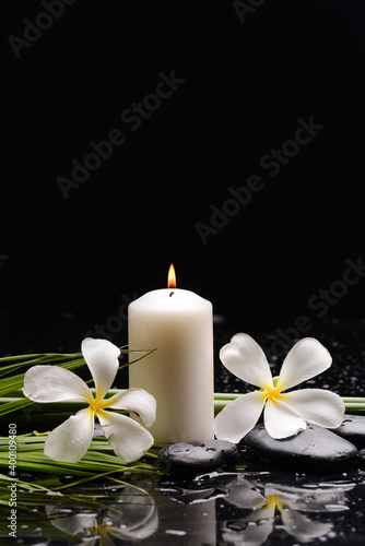 spa still life of with six white frangipani and zen black stones ,candle, green long leaves on wet background 