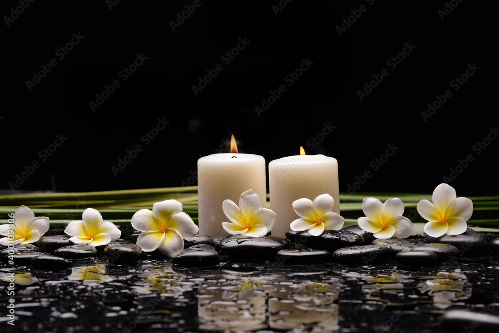 spa still life of with five 
white frangipani and two candle, green plants and zen black stones ,wet background
