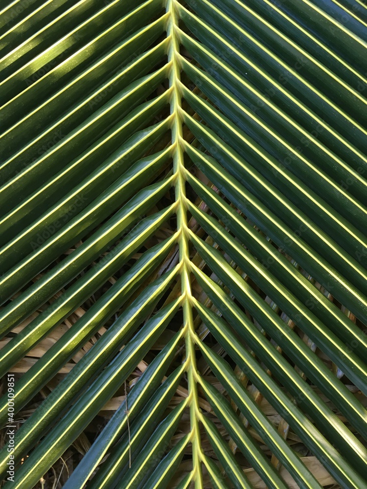 fresh green coconut leaf texture fresh green coconut leaf texture