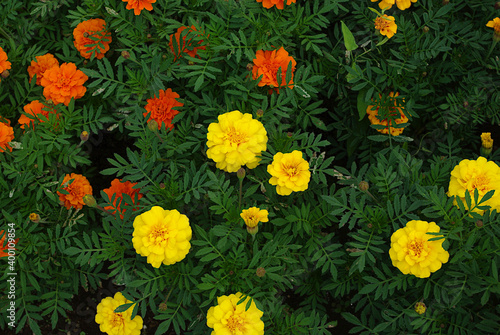 yellow flowers in the garden © osamu sakairi