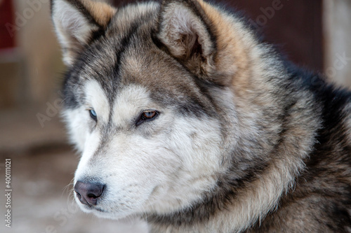 portrait of a malamute dog with multi-colored eyes