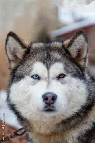 portrait of a malamute dog with multi-colored eyes