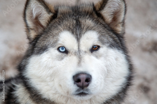 portrait of a malamute dog with multi-colored eyes