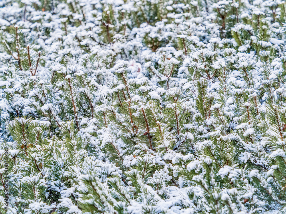 Green young pine trees covered in white snow. Green young pine trees covered in white snow.