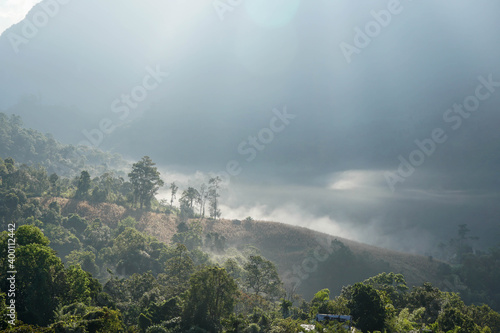 selective focus green tall trees at hill top with bright sunlight in foggy winter season