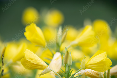 flower, spring, yellow, nature, daffodil, plant, green, narcissus, blossom, flowers, garden, bloom, flora, white, daffodils, beauty, field, summer, macro, petal, floral, meadow, beautiful, blooming, c