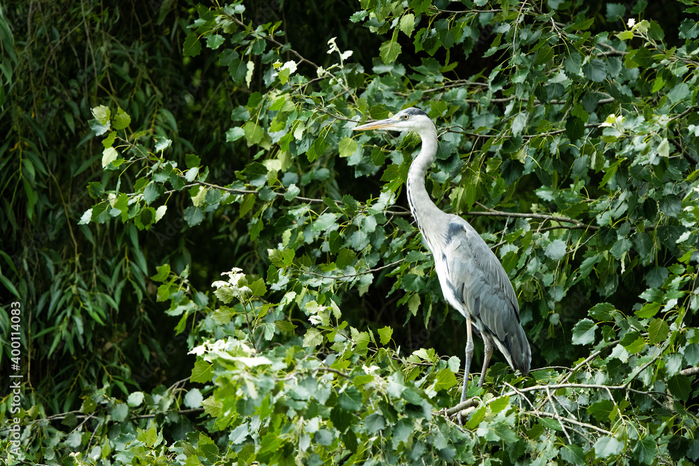 Fototapeta premium Great blue heron sitting in a tree