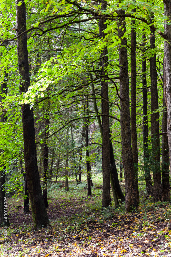 Fototapeta premium Gorgeous autumn landscape in central Europe of a scenic forest with lots of warm sunshine with a pond
