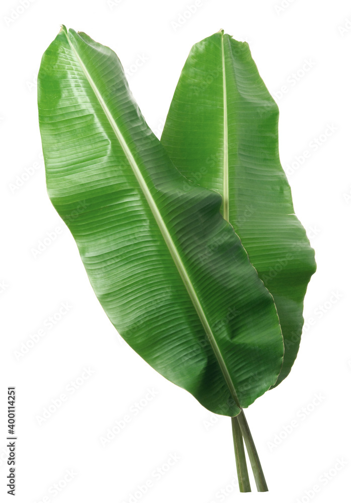 Fototapeta premium fresh banana leaf isolated on white background
