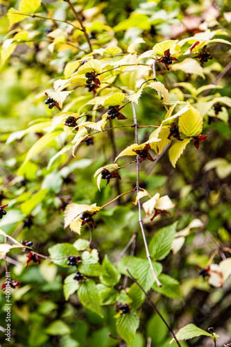Wallpaper Mural Gorgeous autumn landscape in central Europe of a scenic forest with lots of warm sunshine with a pond Torontodigital.ca