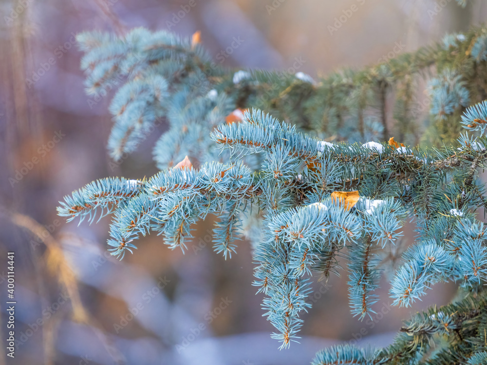 Branches of blue spruce with needles in the sunset light. The blue spruce, Colorado spruce, or Colorado blue spruce, with the Latin name Picea pungens.