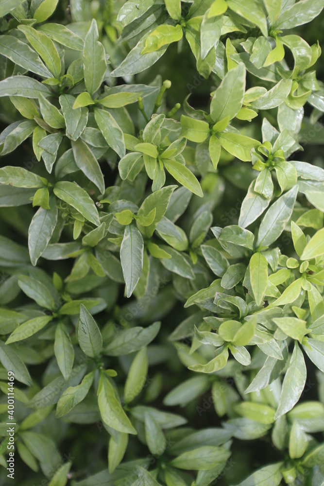 Kemuning. Murraya paniculata is a tropical, evergreen plant native to South Asia, Southeast Asia and China and Australia Kemuning. Murraya paniculata is a tropical, evergreen plant native to South Asia, Southeast Asia and China and Australia