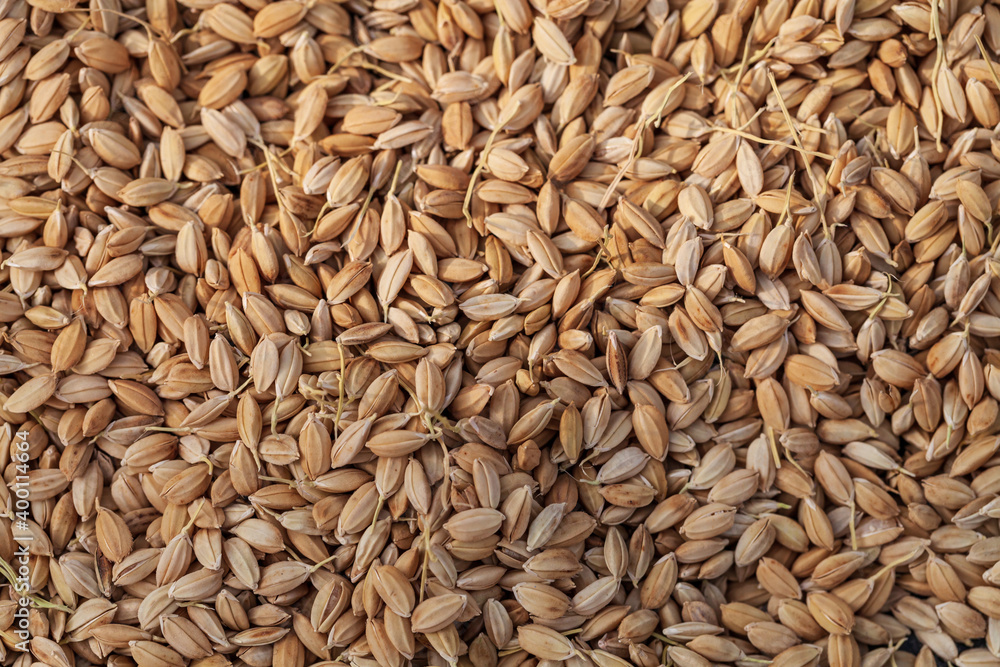 Wheat berries background. Grain background Wheat berries background. Grain background