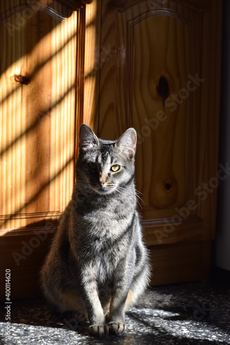 Grey striped cat at home © D'Arcangelo Stock