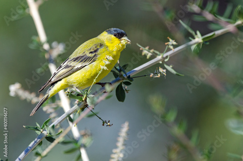 Lesser Goldfinch (Spinus psaltria) feeding
 photo