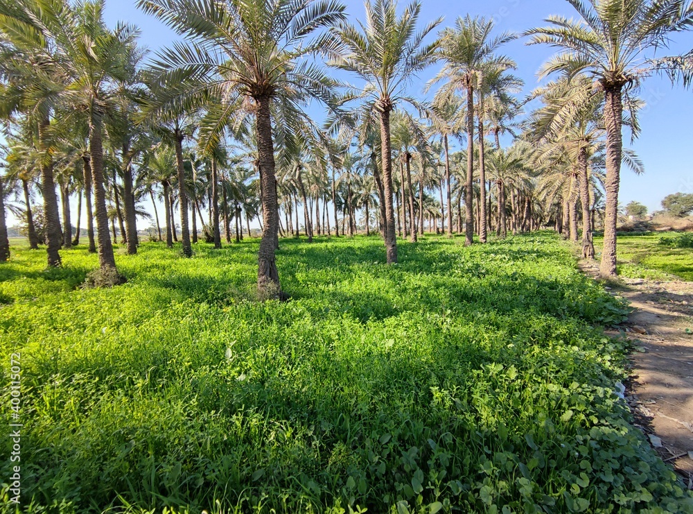 dates Trees in forest beautiful green Landscape dates Trees in forest beautiful green Landscape