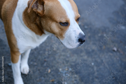 close-up of a big dog on the street, the concept of domestic and outdoor stray animals, pet care, veterinary © kittyfly