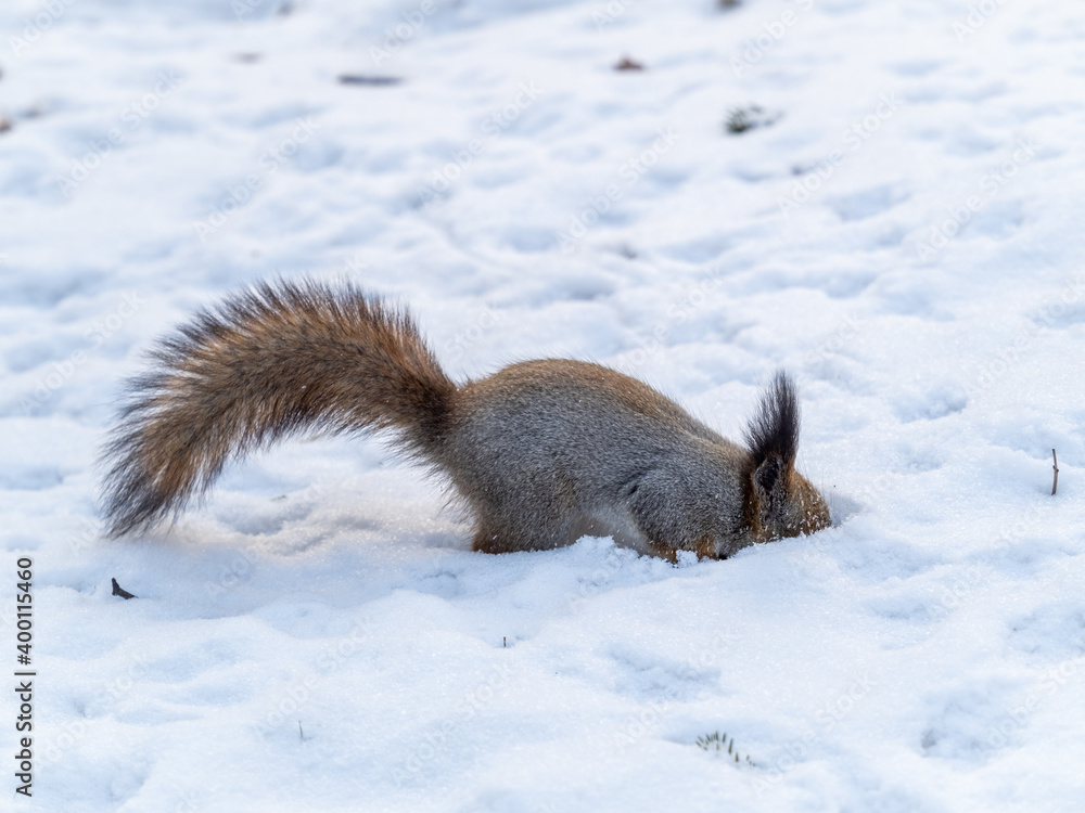Squirrel hides nuts in the white snow