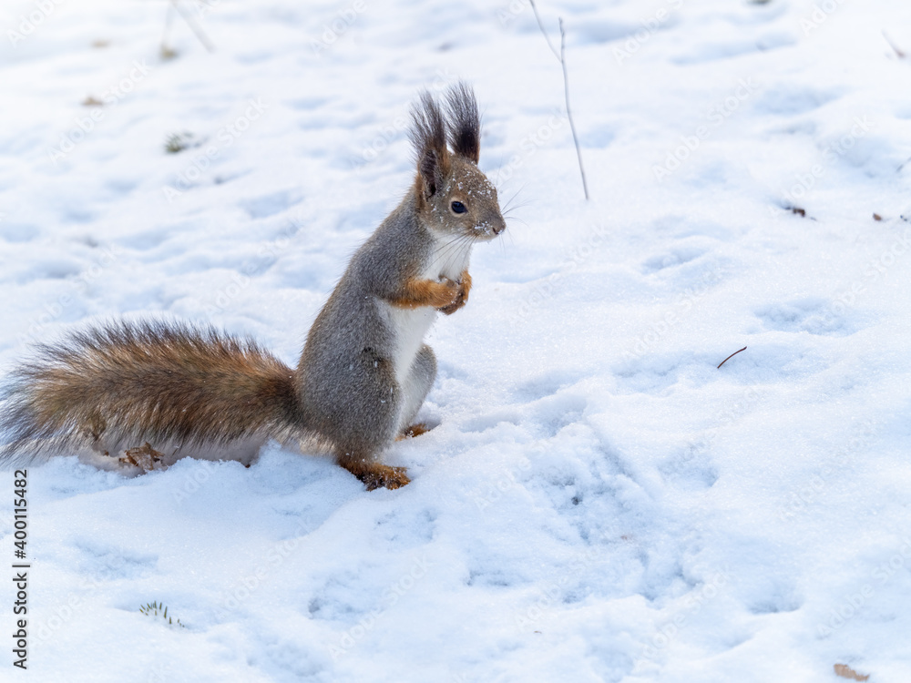 Squirrel standing on its hind legs on the white snow. Squirrel standing on its hind legs on the white snow.