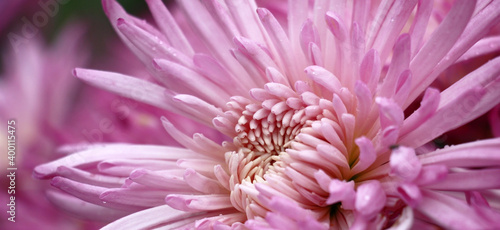 The chrysanthemum has blossomed. Large flowers with a considerable quantity of pink petals have formed a bright stain.