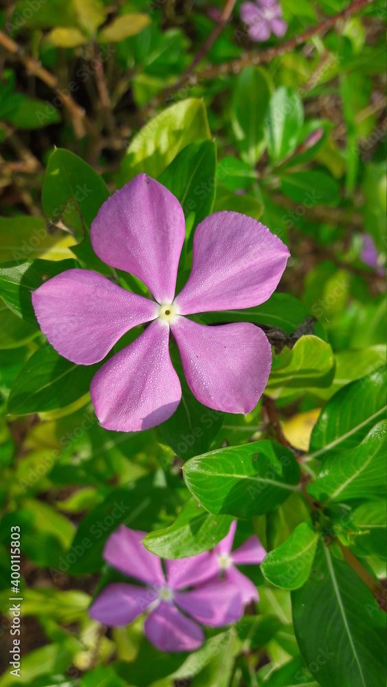 Catharanthus roseus flower Catharanthus roseus flower