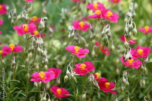Beginning of summer.In a decorative garden the helianthemum bush blossoms in pink flowers with yellow stamens.