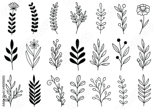 collection forest fern eucalyptus art foliage natural leaves herbs in line style. Decorative beauty elegant illustration for design hand drawn flower