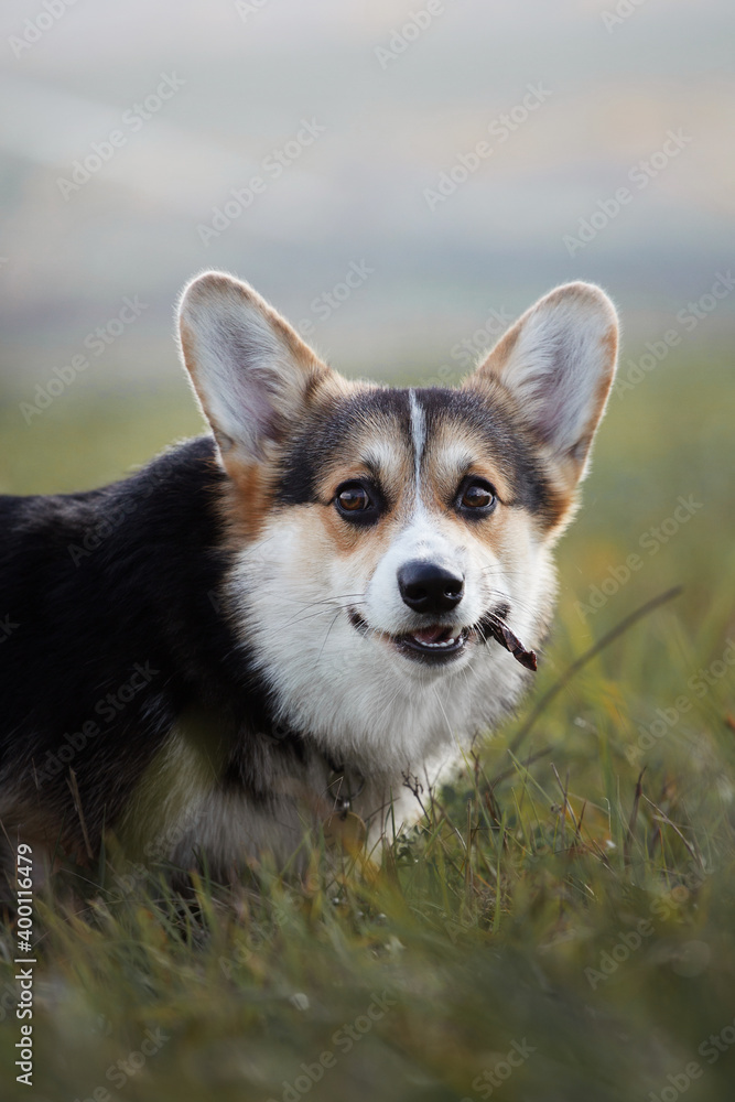Funny corgi with stich in mouth Funny corgi with stich in mouth