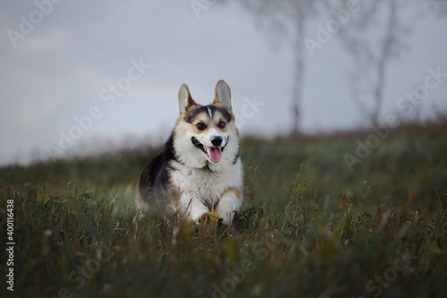 Corgi dog runs on the summer field 