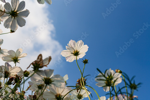 White flower  with blue sky, beautiful vivid natural summer garden outdoor park image.