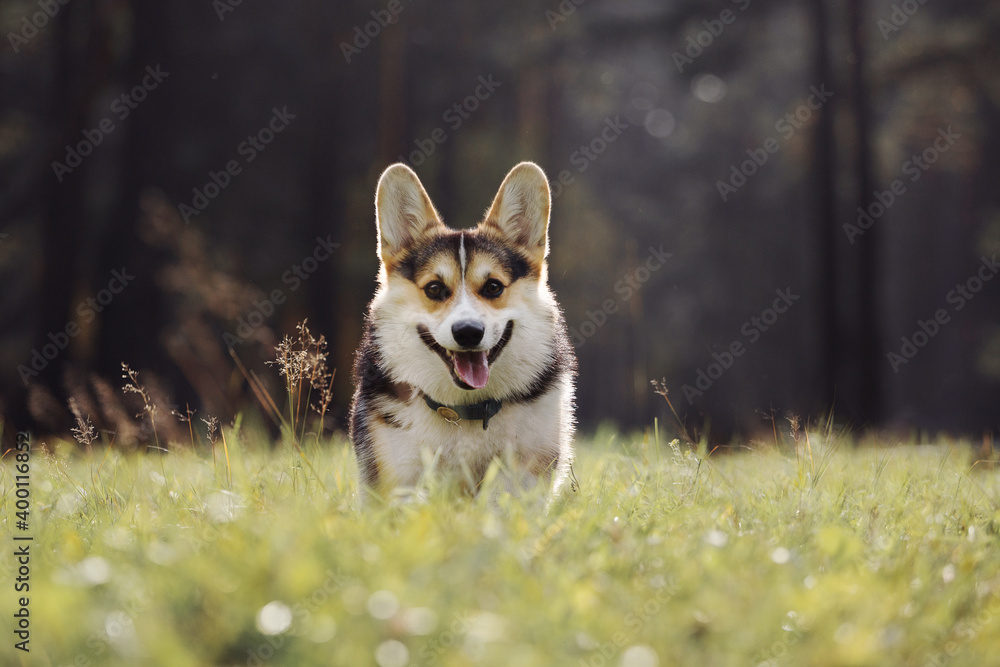 Corgi dog runs in autumn forest Corgi dog runs in autumn forest