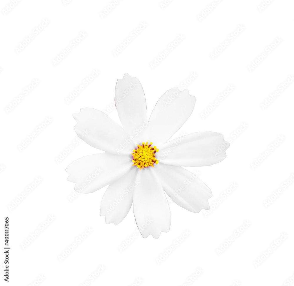 Flower an Isolated on White Background Flower an Isolated on White Background