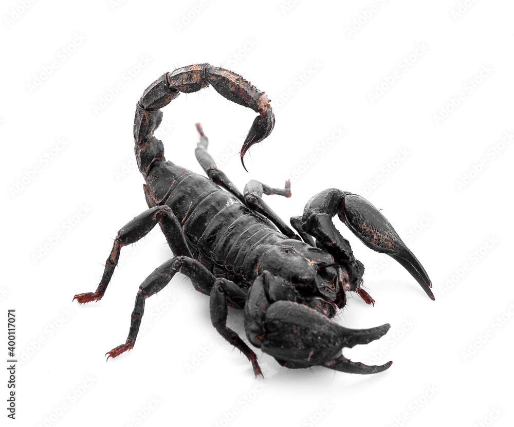 Scorpion an isolated on white background Scorpion an isolated on white background