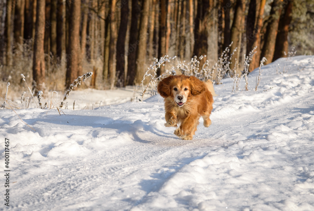 Running Hunting dog in winter forest. Dog on a winter hunt. A hunting dog runs through a snowy park in cold weather.