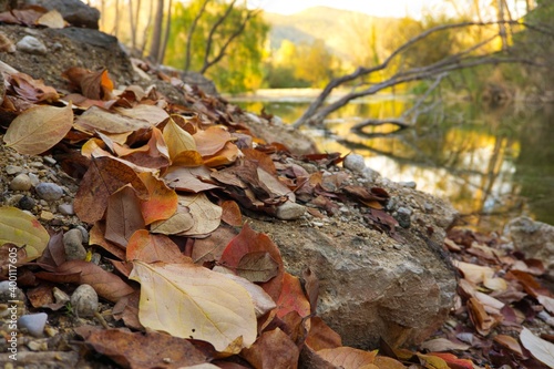 Hojas de otoño caidas junto al rio photo