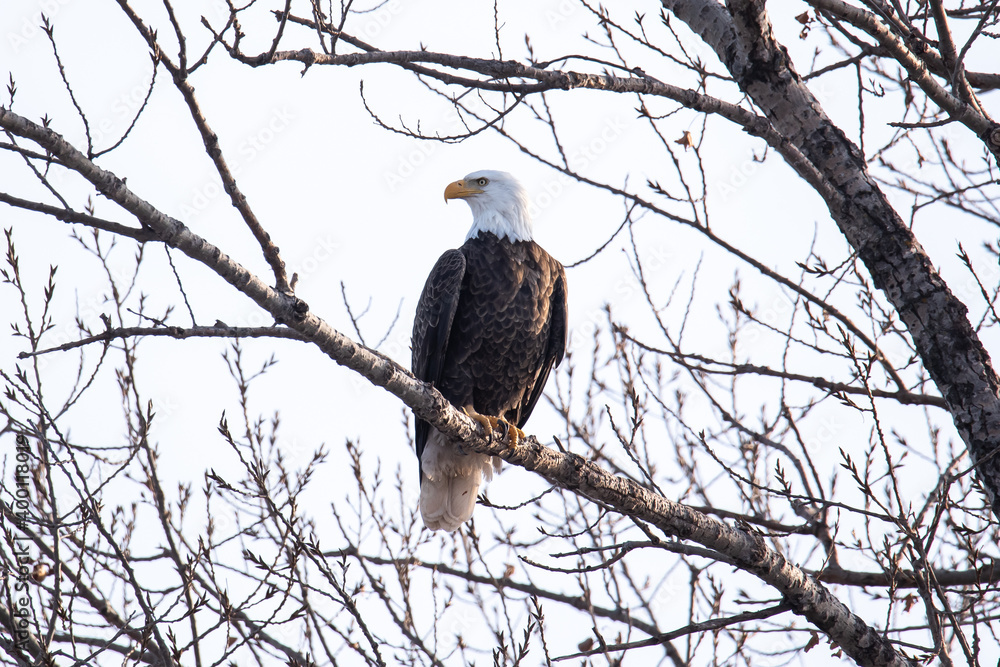 Northern Minnesota Bald Eagle on Ice Lake Superior Northern Minnesota Bald Eagle on Ice Lake Superior