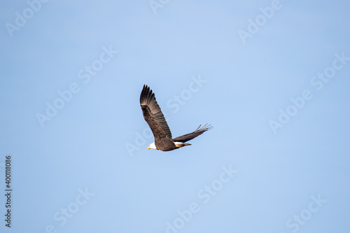 Northern Minnesota Bald Eagle on Ice Lake Superior 
