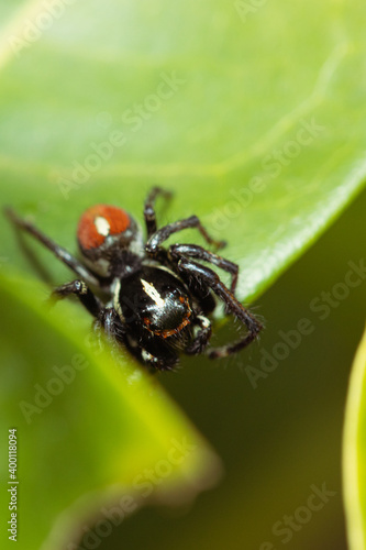 Jumping spider waiting for its prey on a leaf © Rubens
