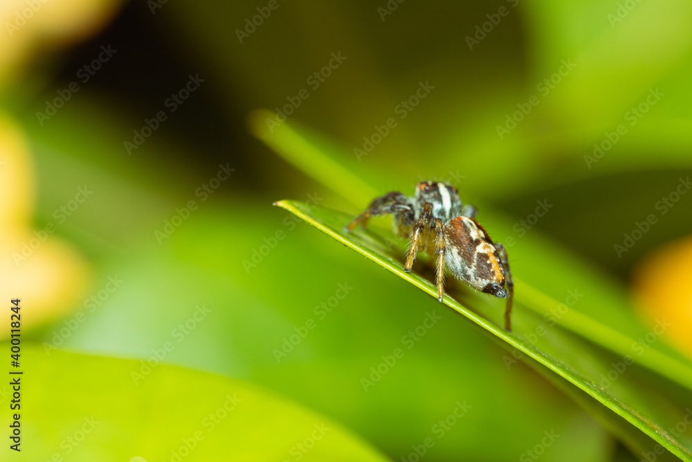 Jumping spider waiting for its prey on a leaf Jumping spider waiting for its prey on a leaf