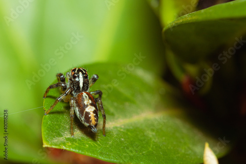 Jumping spider waiting for its prey on a leaf