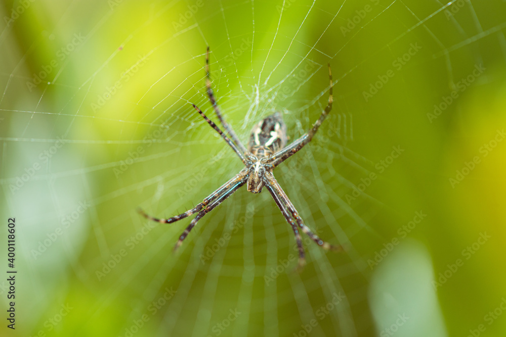 Argiope argentata, a.k.a. Silver Argiope spider lurking on its cobweb Argiope argentata, a.k.a. Silver Argiope spider lurking on its cobweb