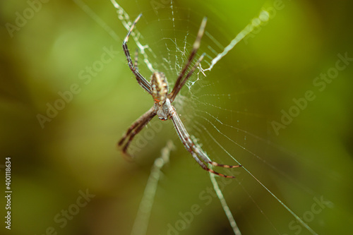Argiope argentata, a.k.a. Silver Argiope spider lurking on its cobweb