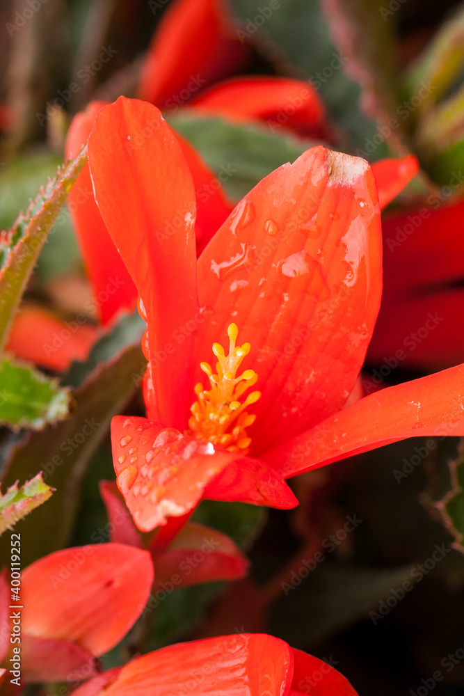Collection of flowers, anthers and stigmas close up with shallow depth of field. Collection of flowers, anthers and stigmas close up with shallow depth of field.