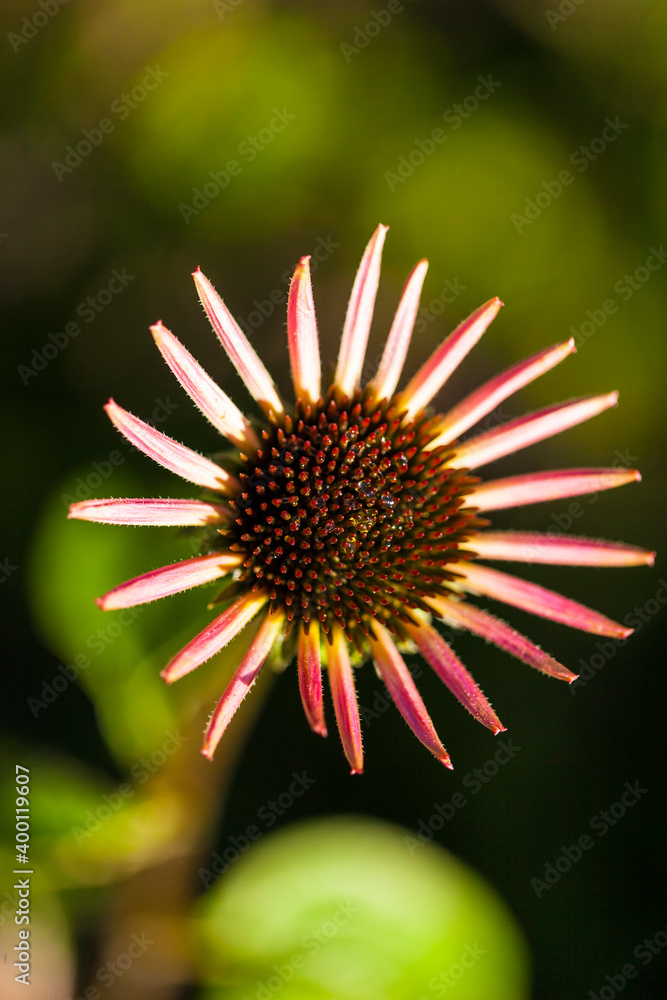 Collection of flowers, anthers and stigmas close up with shallow depth of field. Collection of flowers, anthers and stigmas close up with shallow depth of field.
