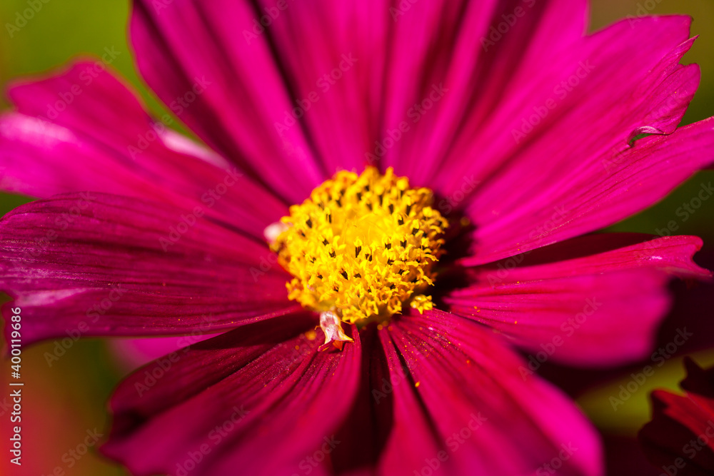 Collection of flowers, anthers and stigmas close up with shallow depth of field. Collection of flowers, anthers and stigmas close up with shallow depth of field.