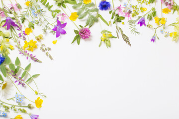 beautiful wild flowers on white background