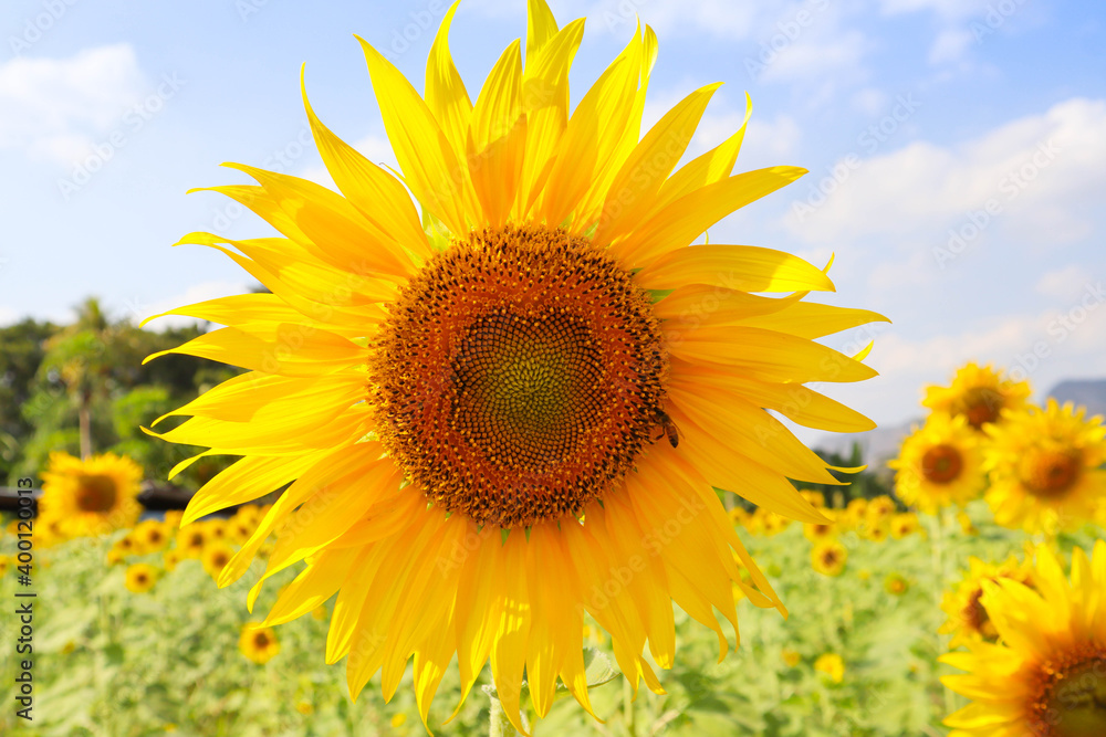 Sunflower in the field of sunflower while honeybee pollinating the flower Sunflower in the field of sunflower while honeybee pollinating the flower