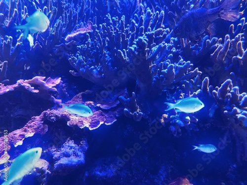 Fototapeta Naklejka Na Ścianę i Meble -  サンゴ礁の熱帯魚達の風景