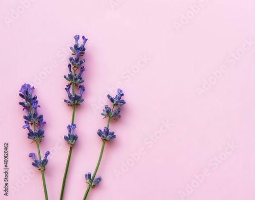 Fresh flowers of lavender, top view on pink background