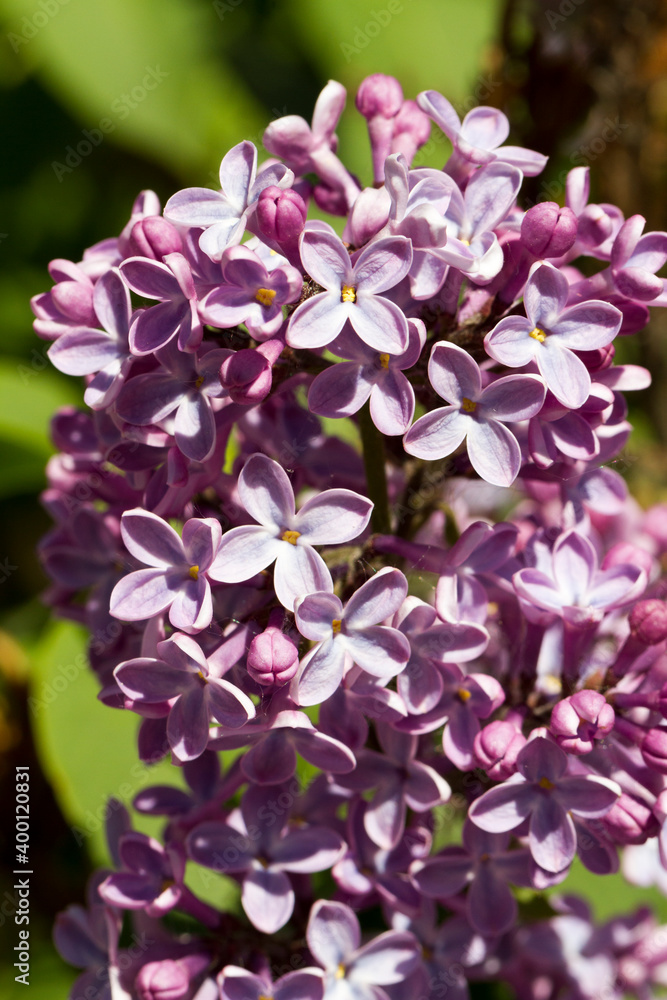 Collection of flowers, anthers and stigmas close up with shallow depth of field. Collection of flowers, anthers and stigmas close up with shallow depth of field.